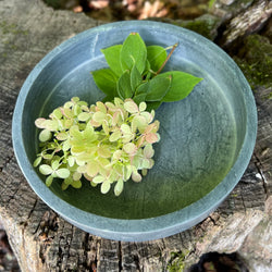 Soapstone Trays